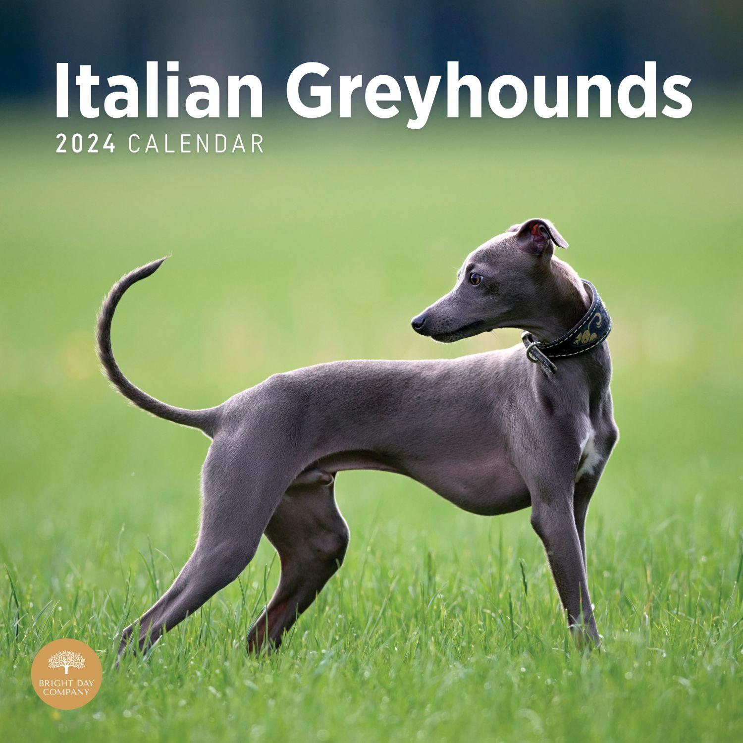 Italian Greyhounds 2024 Wall Calendar   2339 