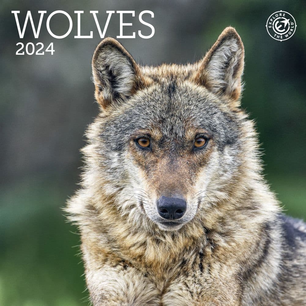 Wolves 2024 Mini Wall Calendar   3723 