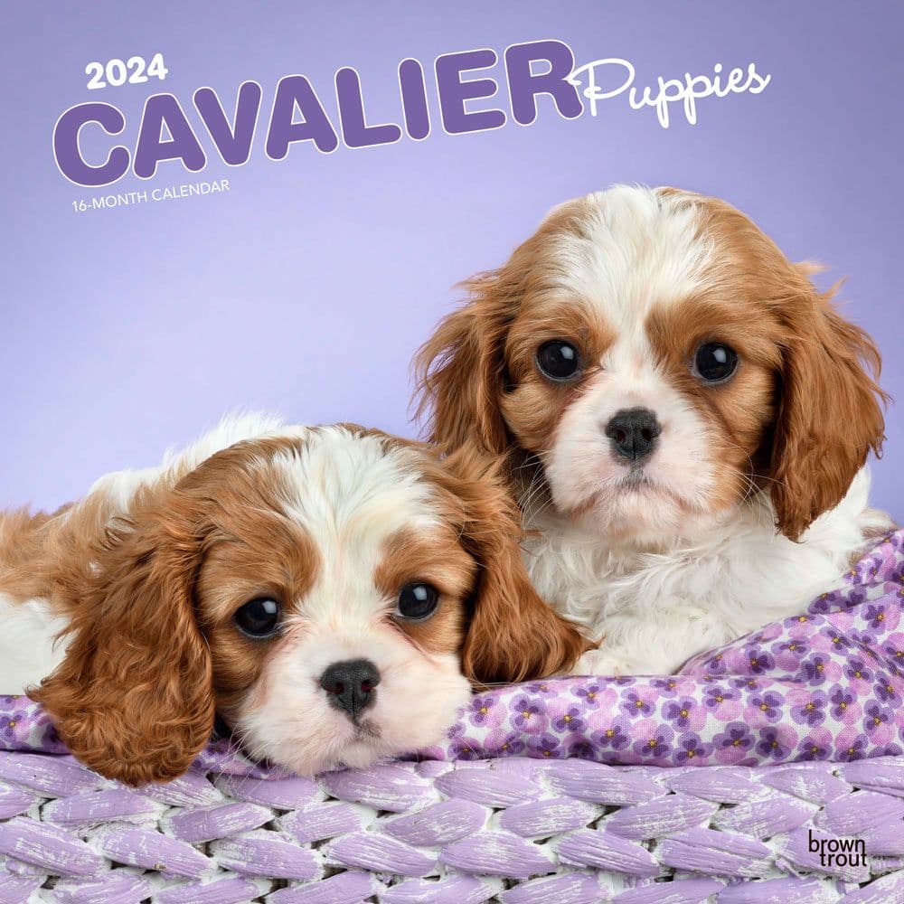 Cavalier King Charles Puppies 2024 Wall Calendar   531 