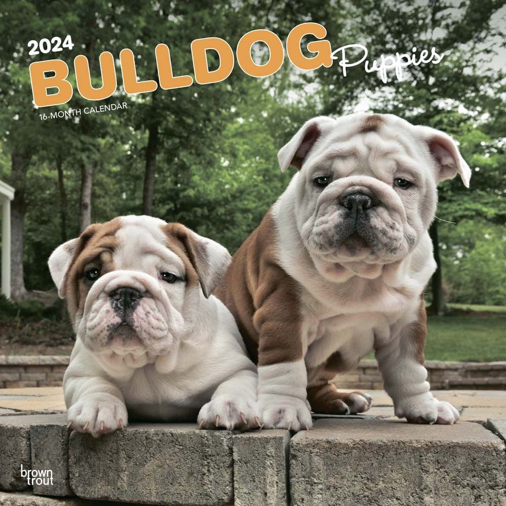 Bulldog Puppies 2024 Wall Calendar   532 