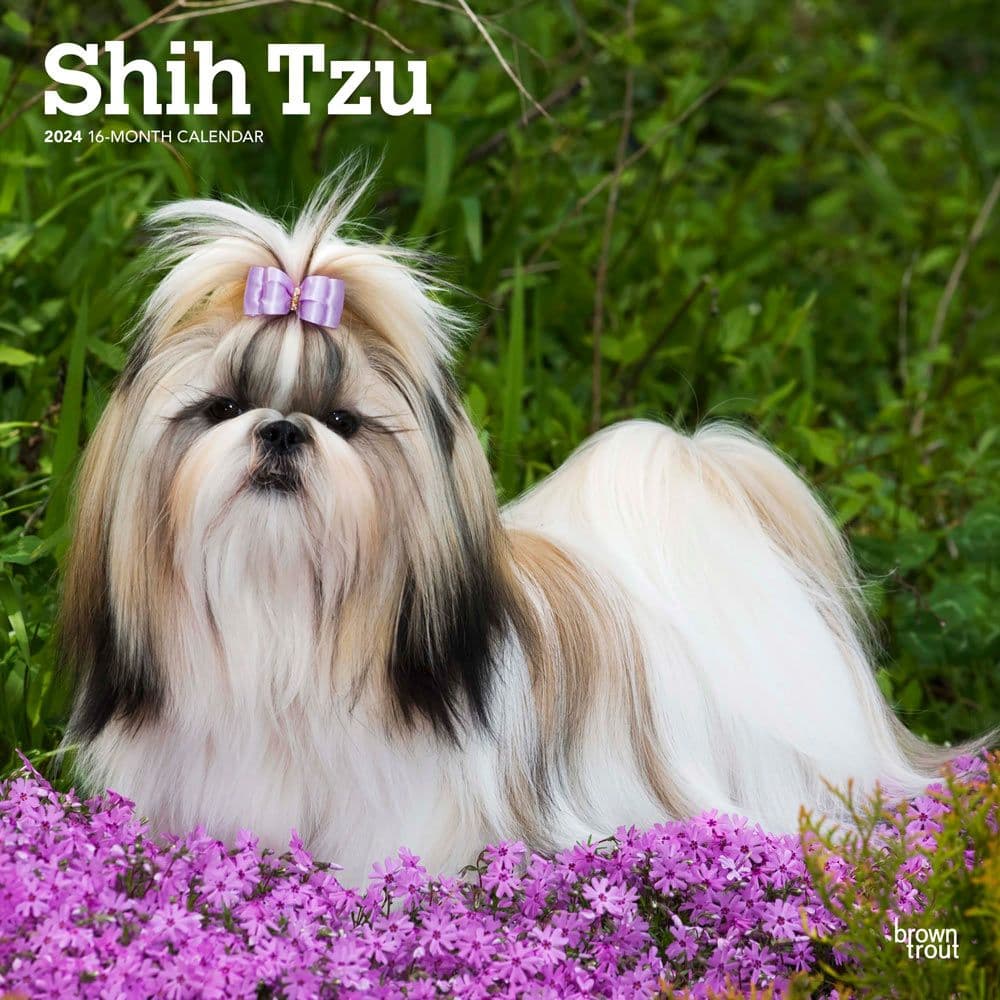 Shih Tzu 2024 Wall Calendar   547 