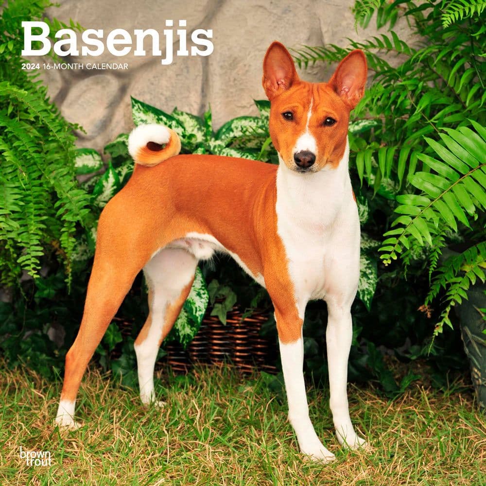 basenjis-2024-wall-calendar