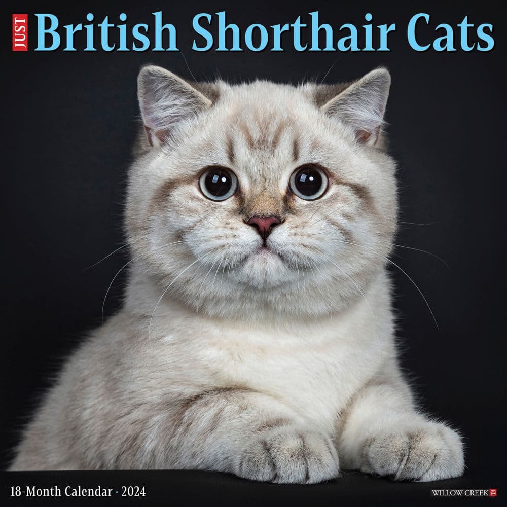 Just British Shorthair Cats 2024 Wall Calendar
