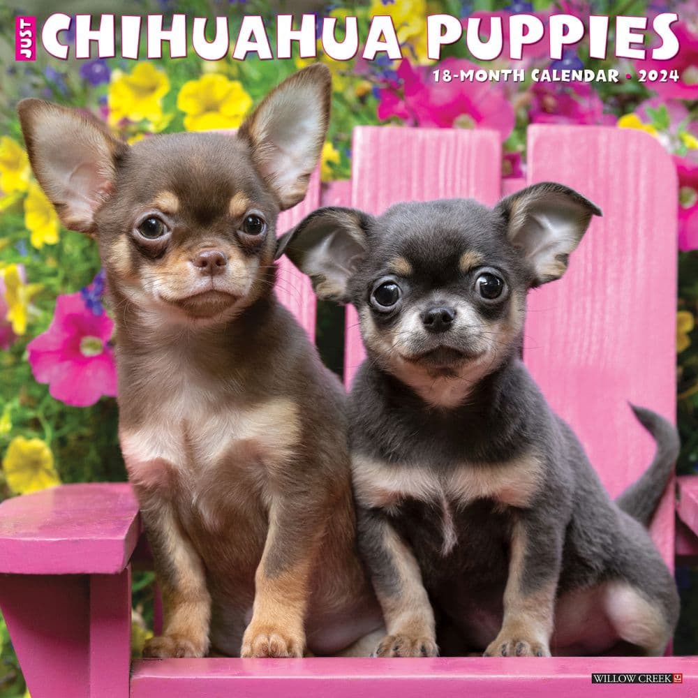 Just Chihuahua Puppies 2024 Wall Calendar
