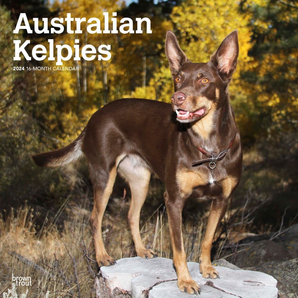 Australian Kelpies 2024 Wall Calendar