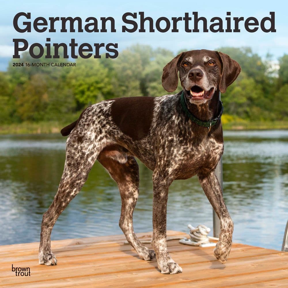 German Shorthaired Pointers 2024 Wall Calendar