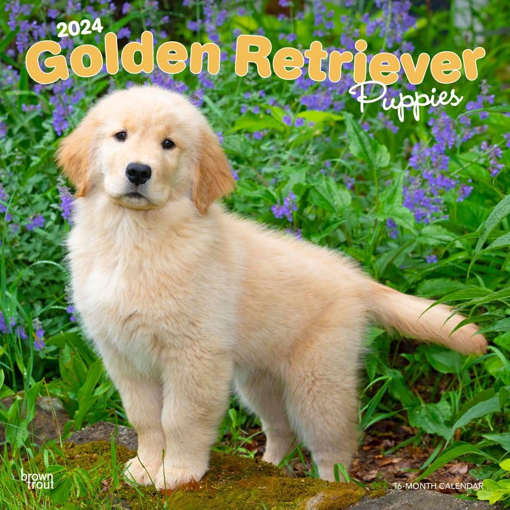 Golden Retriever Puppies  2024 Wall Calendar