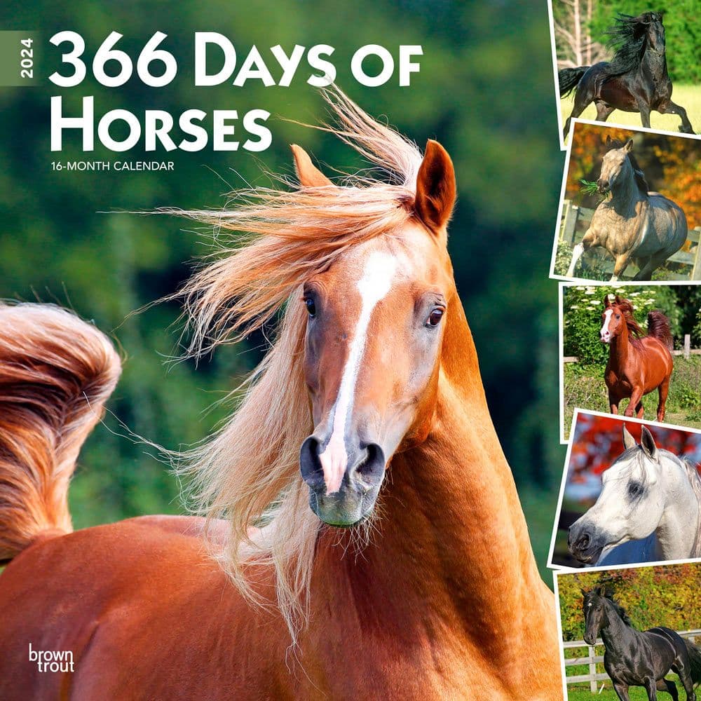 Horses 365 Days 2024 Wall Calendar