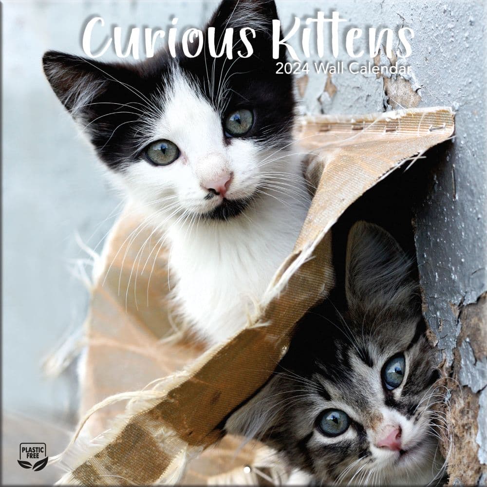 Curious Kittens 2024 Mini Wall Calendar