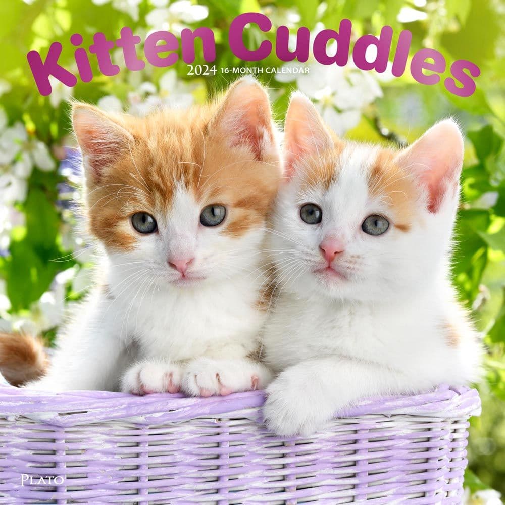 Kitten Cuddles 2024 Wall Calendar