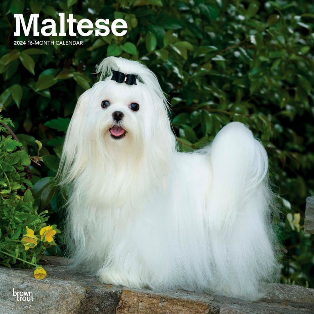 Maltese 2024 Wall Calendar