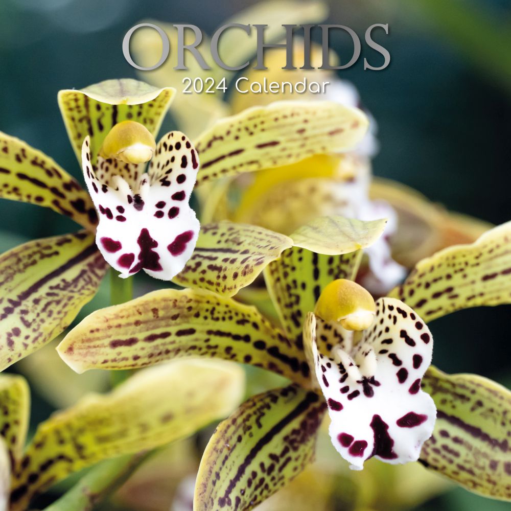 Orchids 2024 Wall Calendar