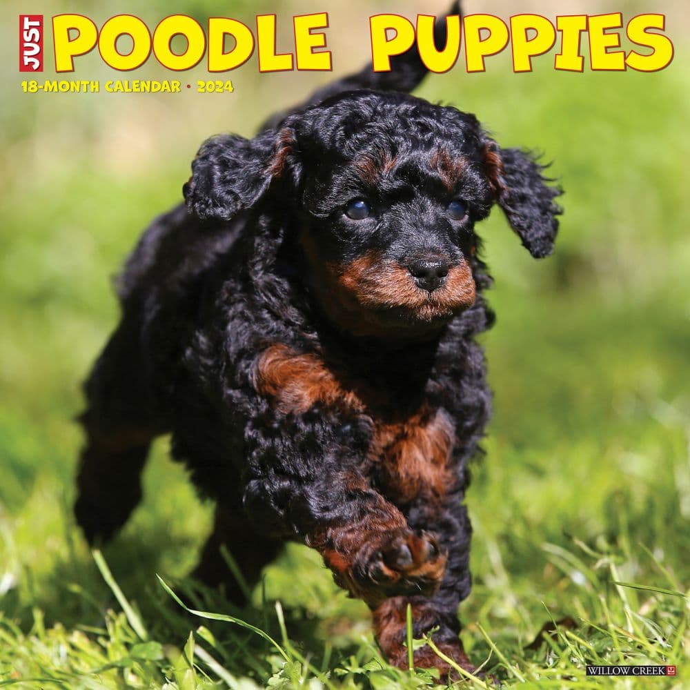 Just Poodle Puppies 2024 Wall Calendar