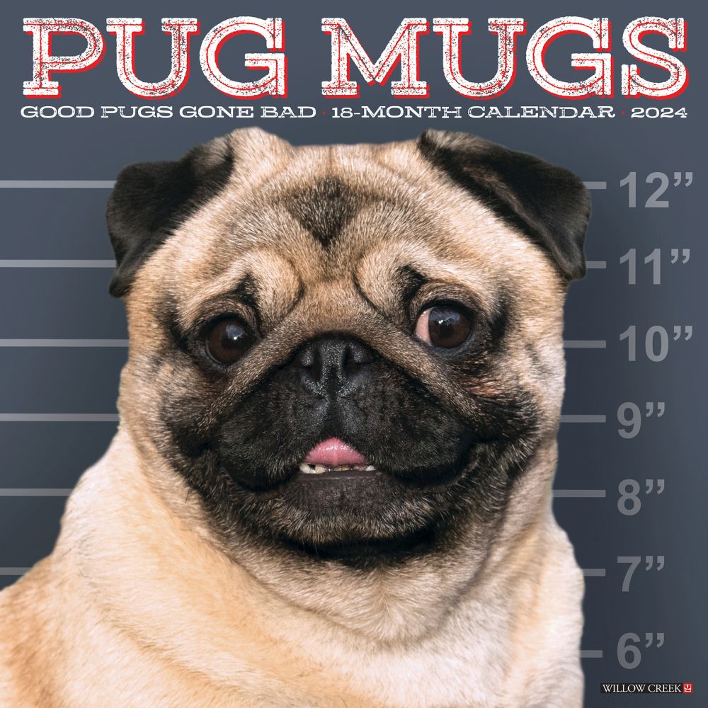 Pug Mugs 2024 Wall Calendar
