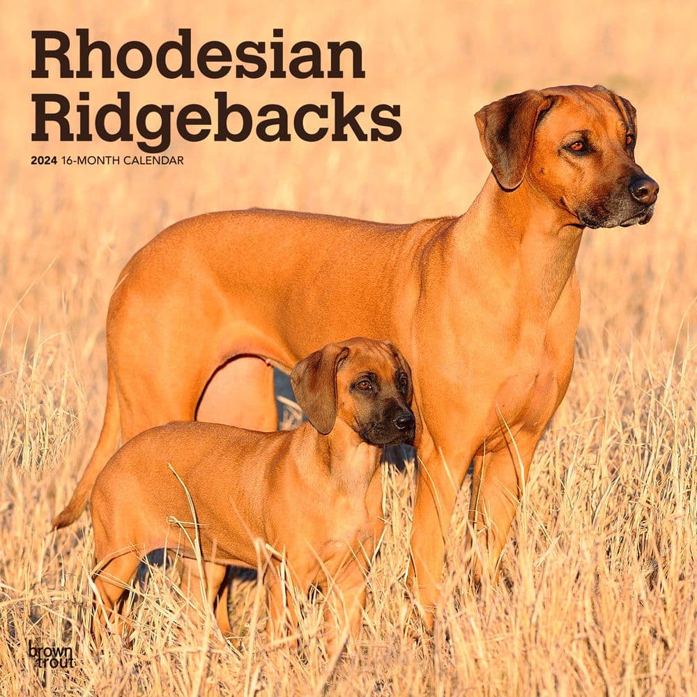 Rhodesian Ridgebacks 2024 Wall Calendar