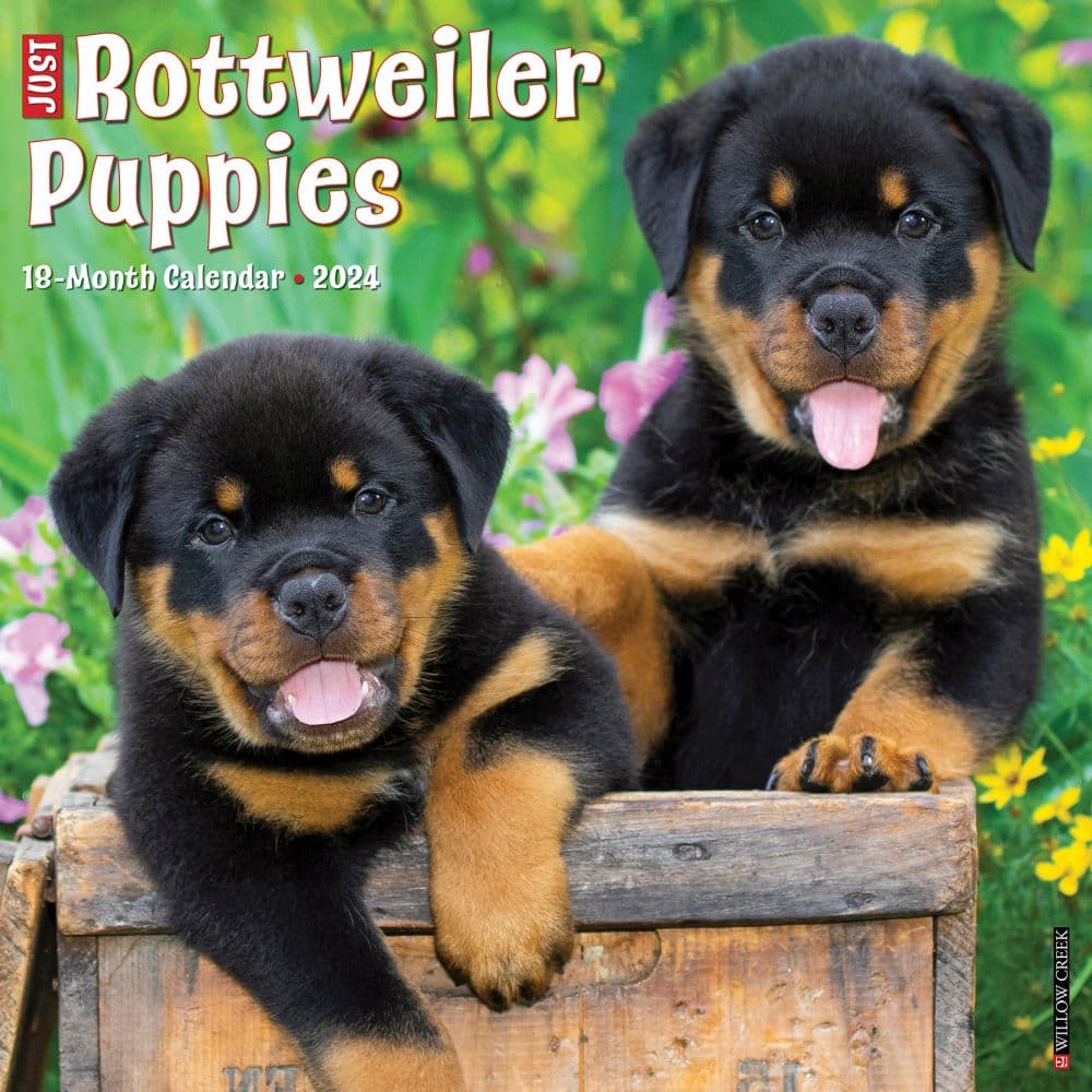 Just Rottweiler Puppies 2024 Wall Calendar