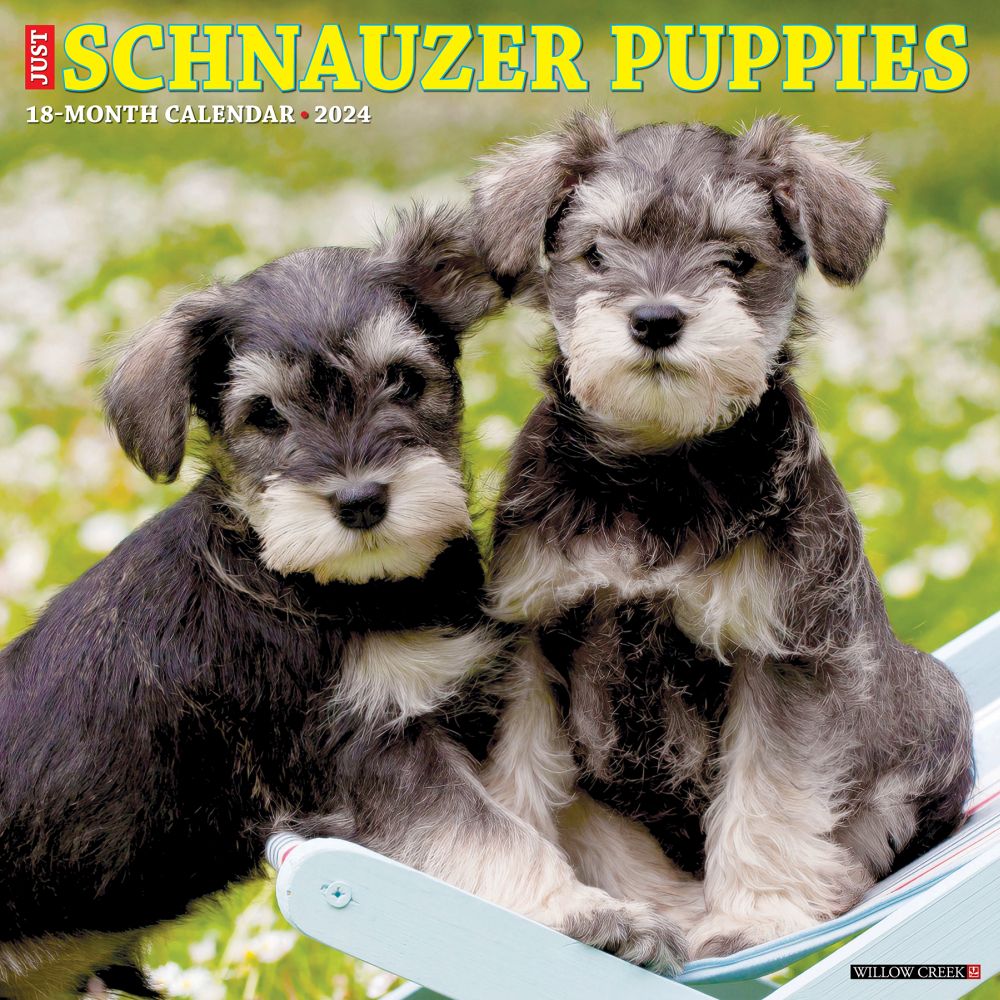 Just Schnauzer Puppies 2024 Wall Calendar