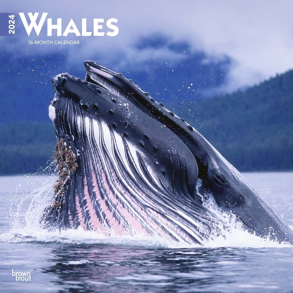 Whales  2024 Wall Calendar