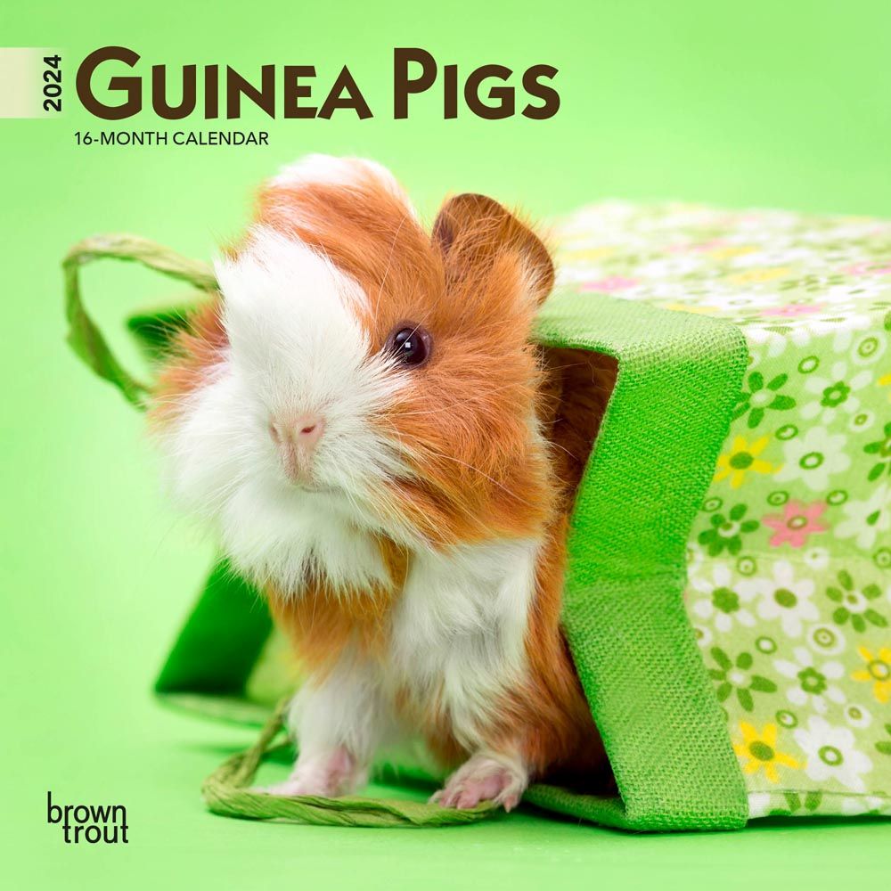 Guinea Pigs 2024 Mini Wall Calendar