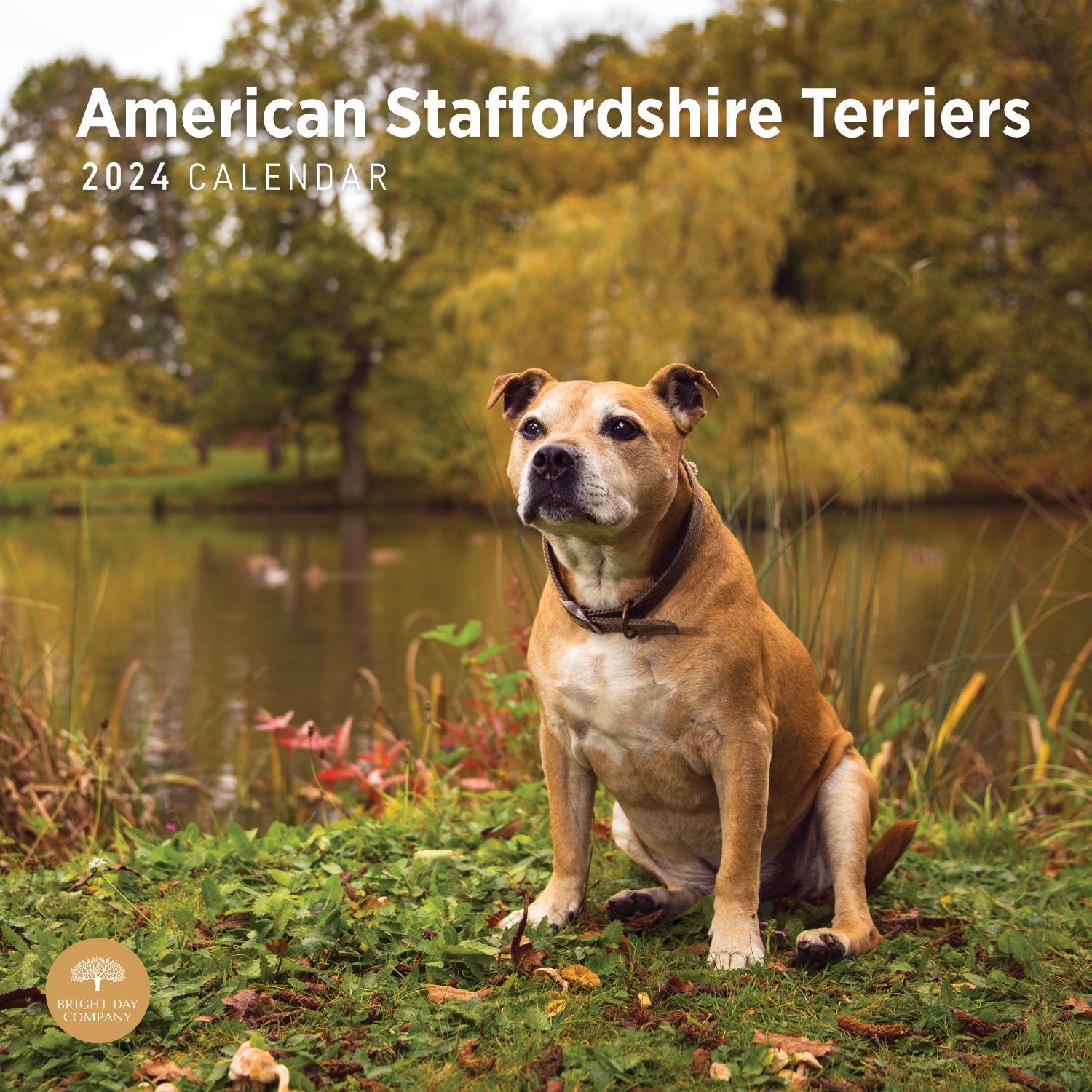 American Staffordshire Bull Terriers 2024 Wall Calendar