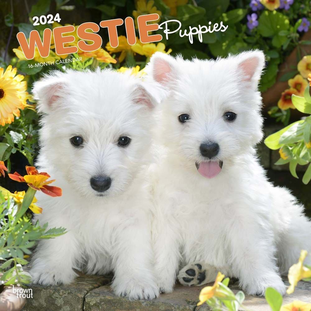 West Highland White Terrier Pups 2024 Wall Calendar