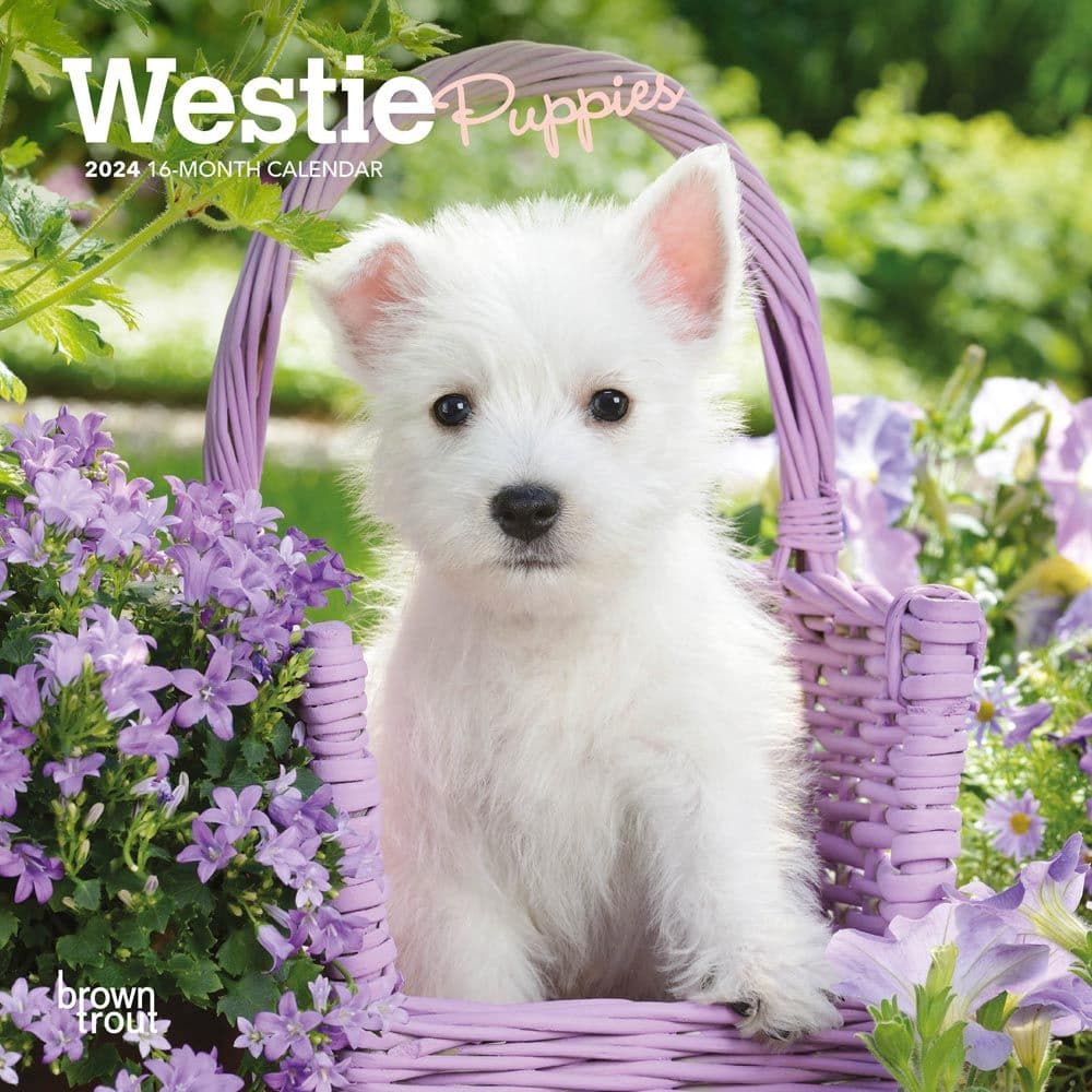 West Highland Terrier Puppies 2024 Mini Wall Calendar