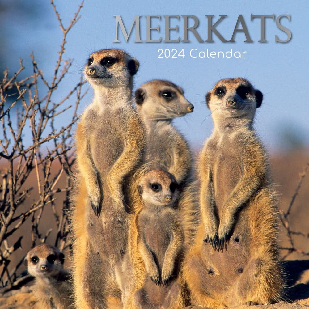 Meerkats 2024 Wall Calendar
