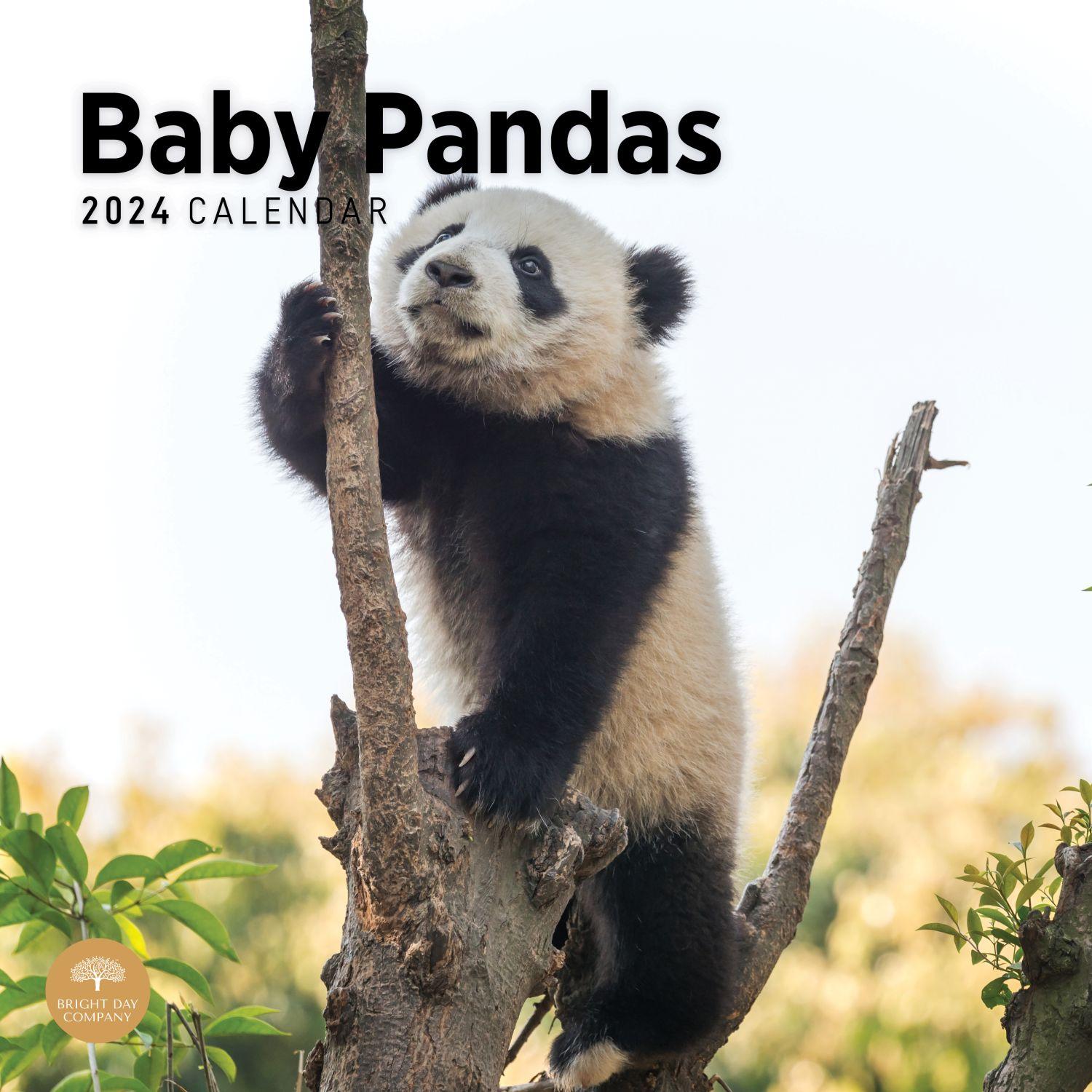 Baby Pandas 2024 Wall Calendar