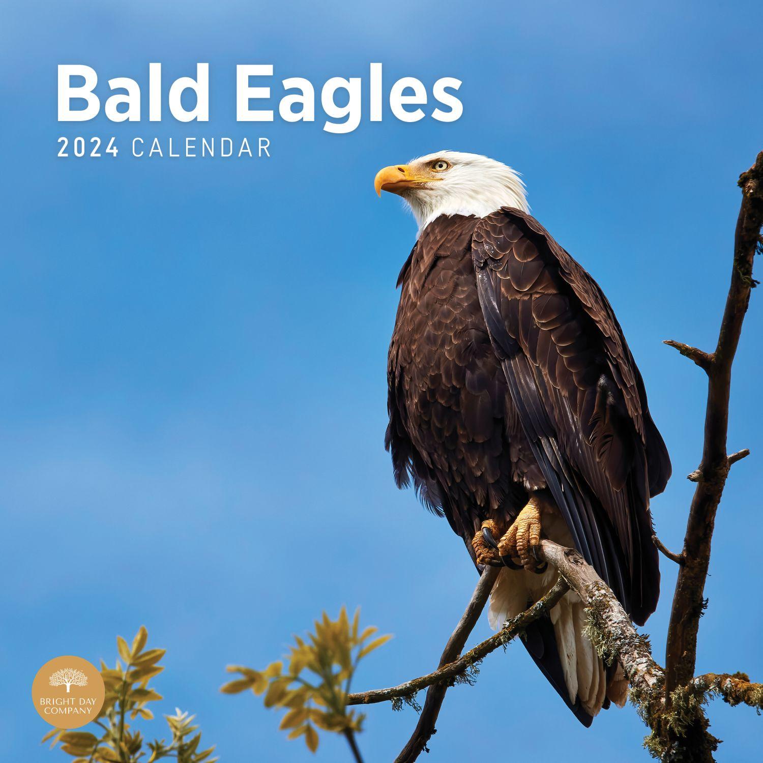 Bald Eagles 2024 Wall Calendar