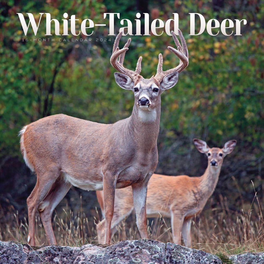 White Tailed Deer Wall 2024 Wall Calendar