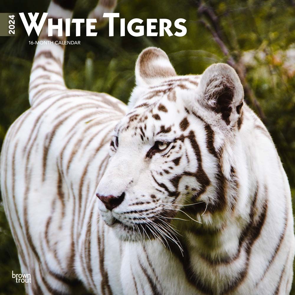 White Tigers 2024 Wall Calendar