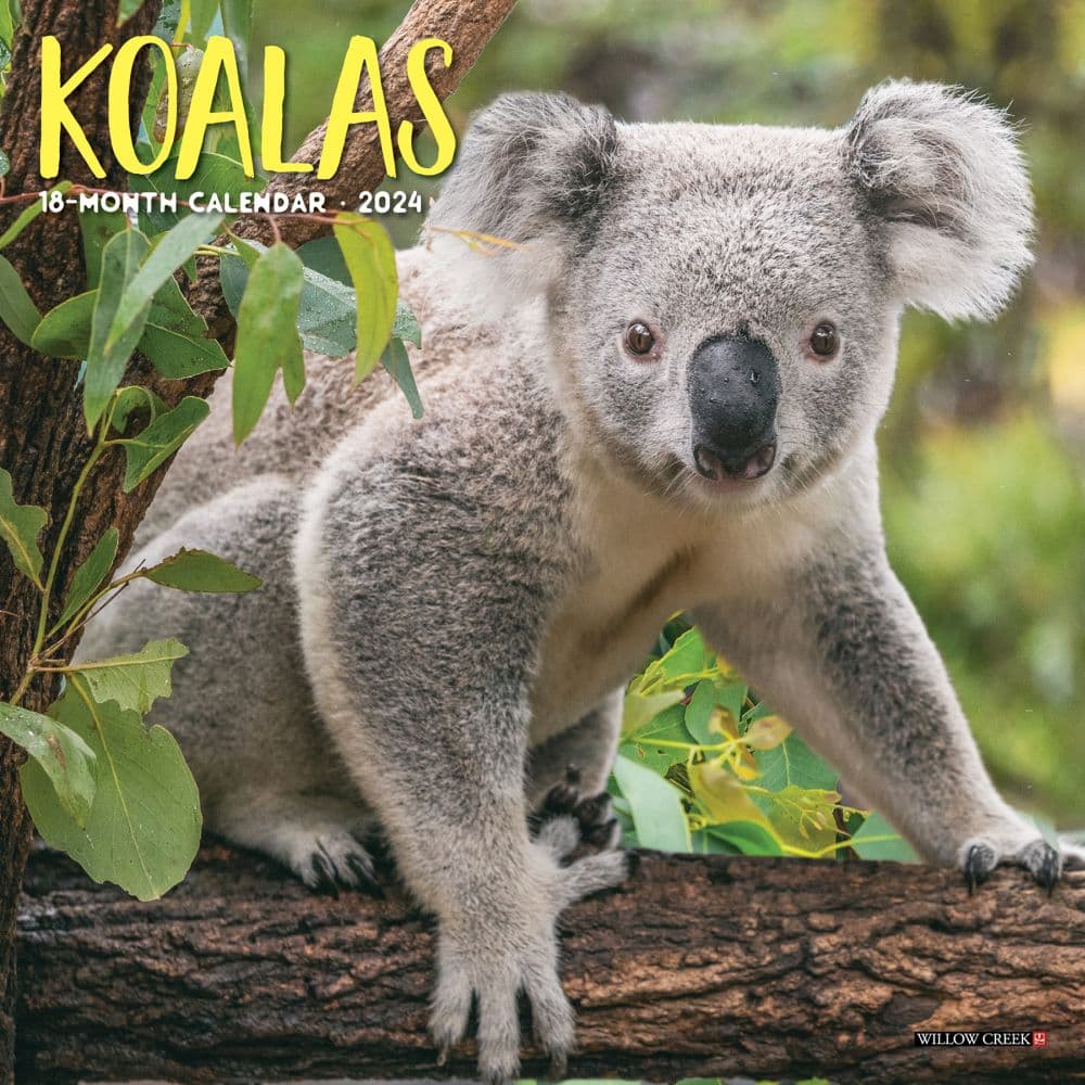 Koala Bears 2024 Mini Wall Calendar