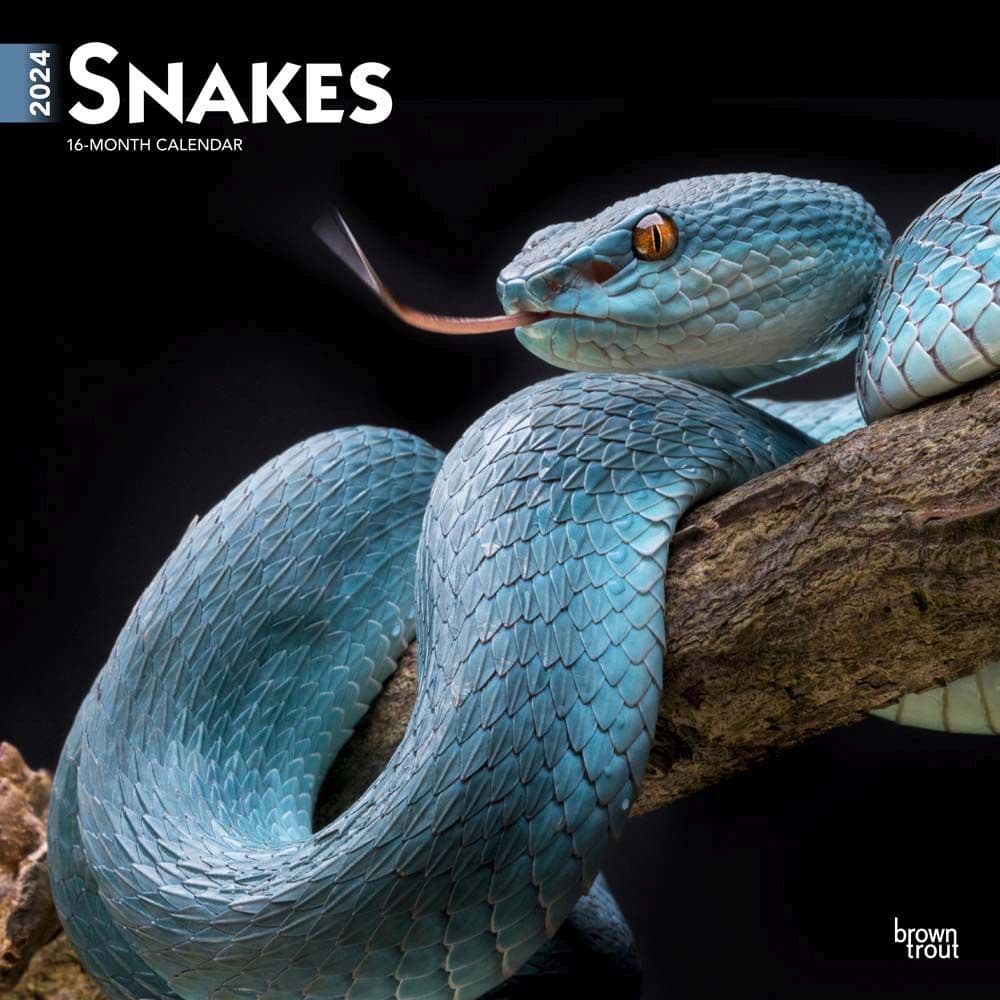 Snakes  2024 Wall Calendar