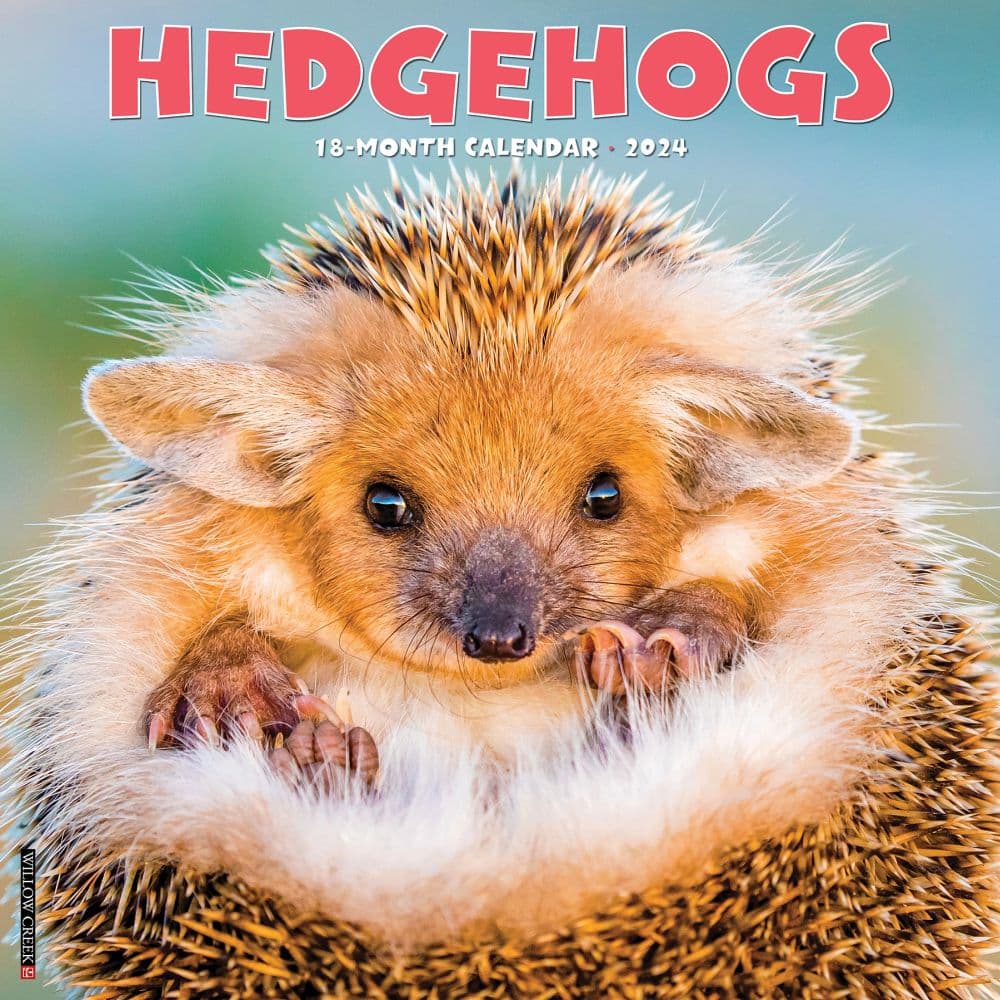 Hedgehogs 2024 Wall Calendar