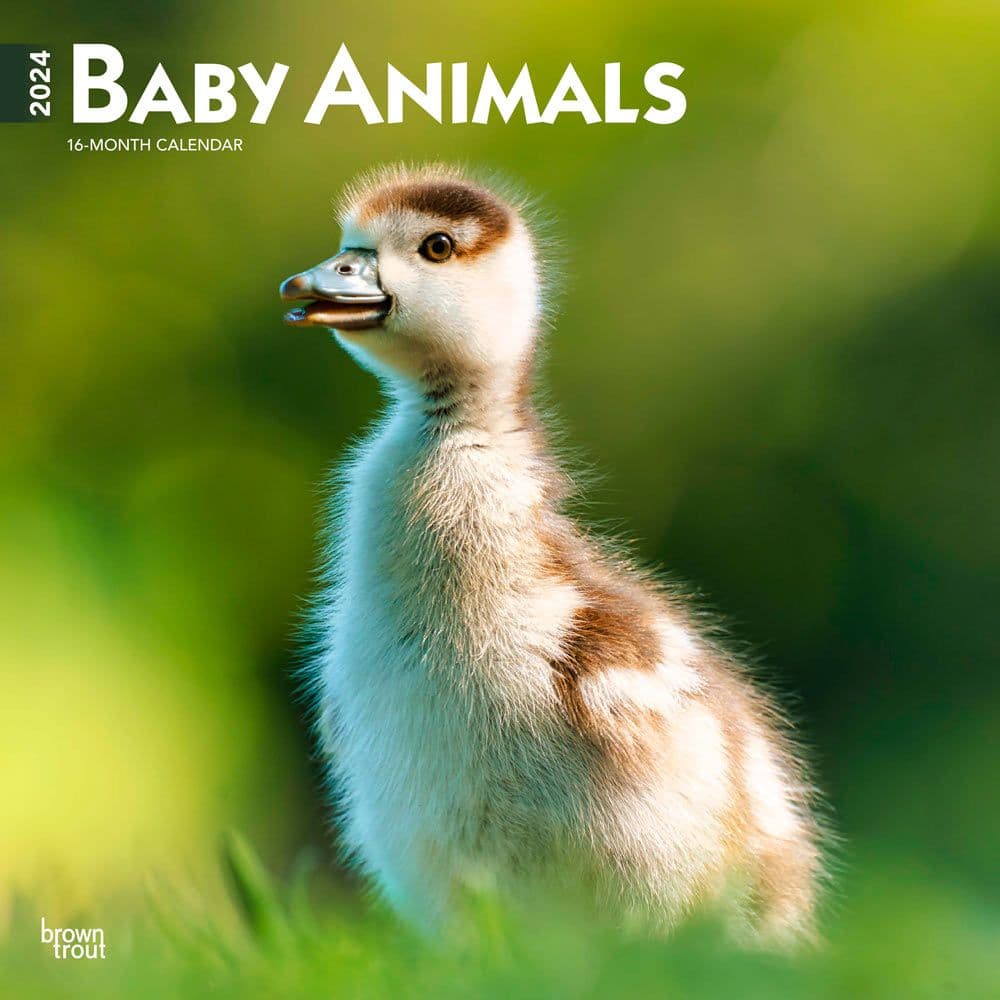 Baby Animals  2024 Wall Calendar