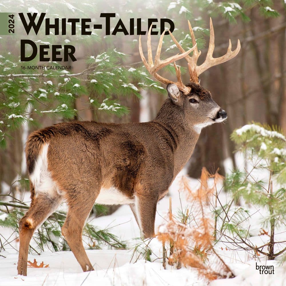 White Tailed Deer 2024 Wall Calendar