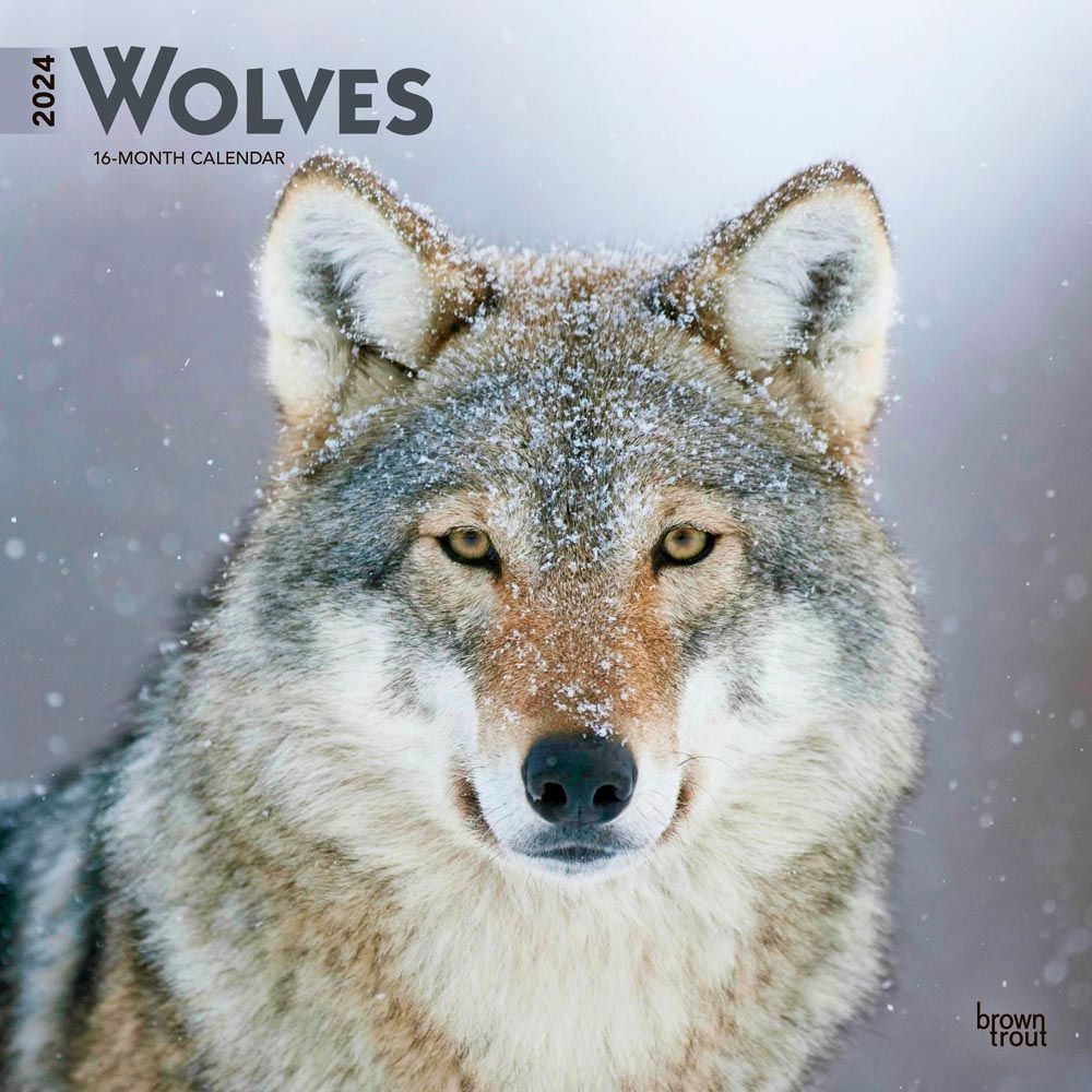 Animals in War 2019 Wall Calendar