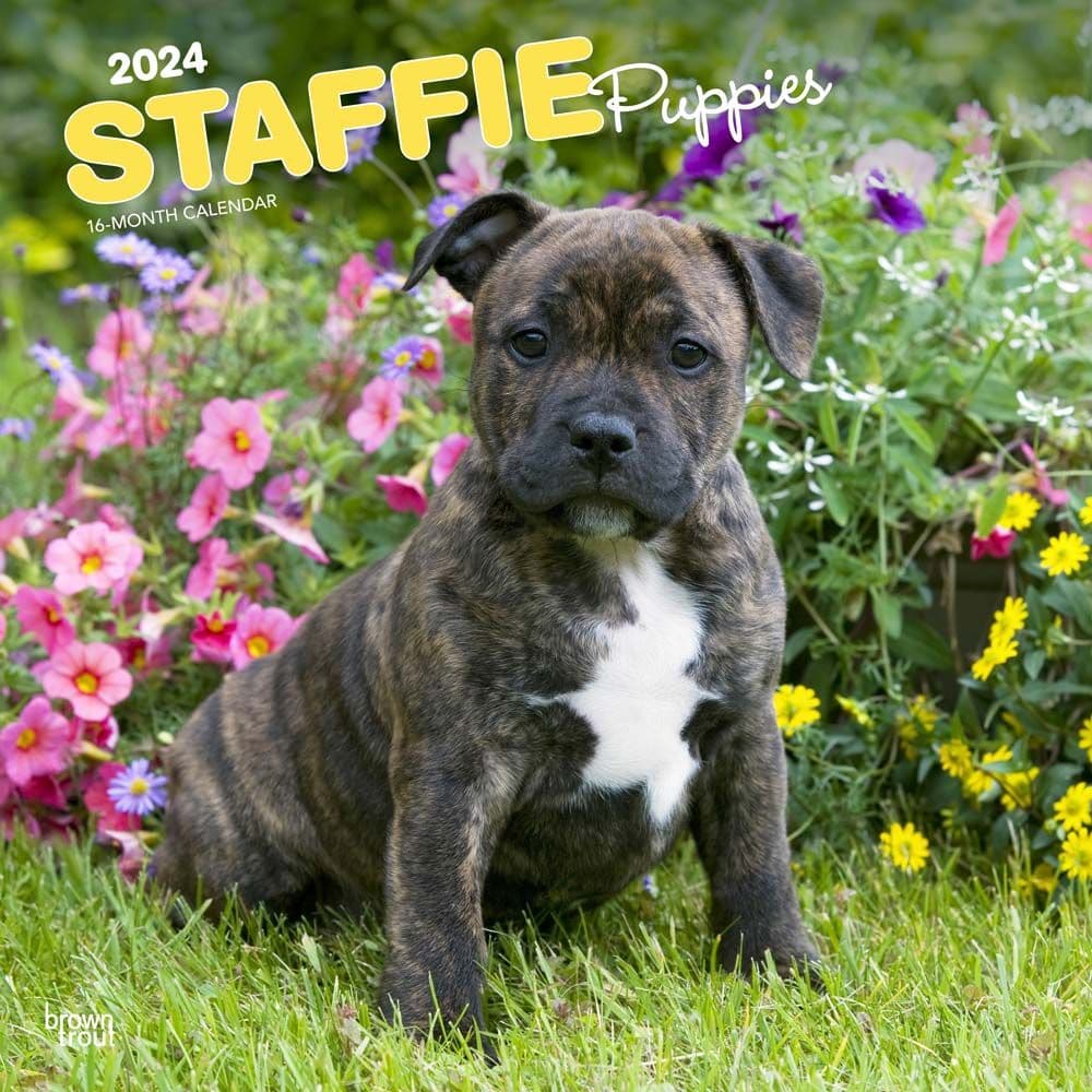 Staffordshire Bull Terrier Puppies 2024 Wall Calendar