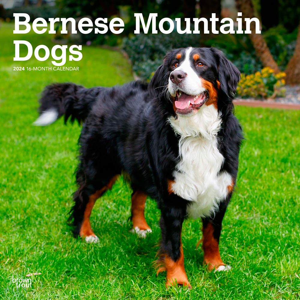 Bernese Mountain Dogs 2024 Wall Calendar