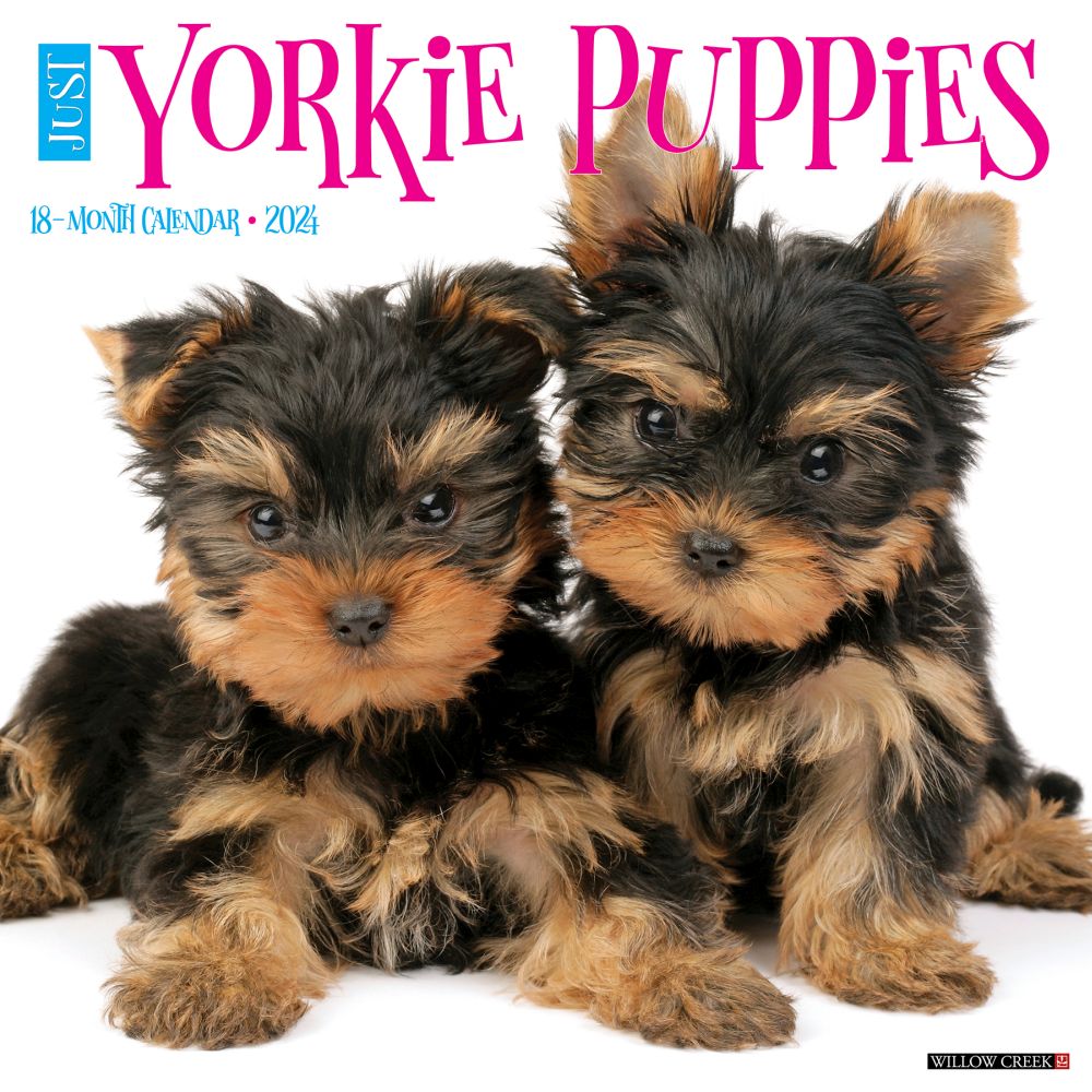 Dog Nose Best 2019 Wall Calendar