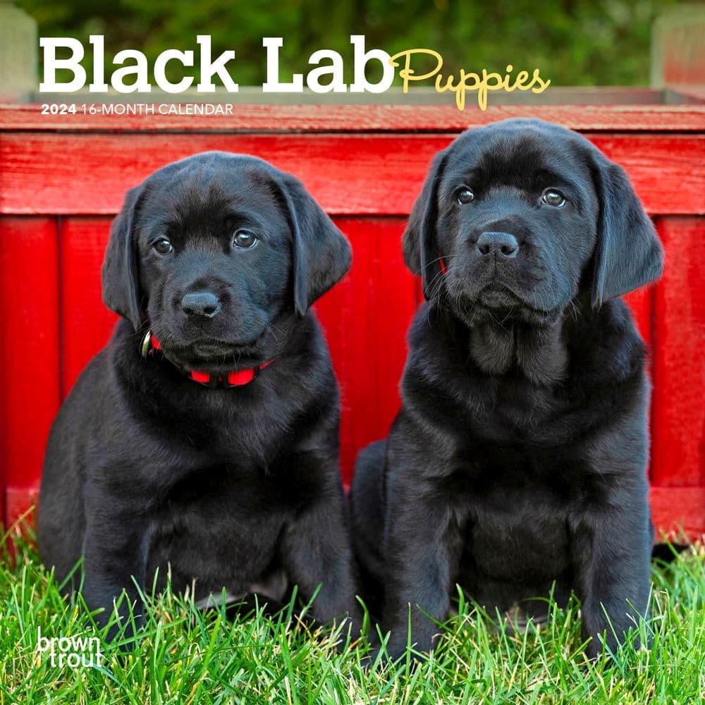 Lab Black Puppies  2024 Mini Wall Calendar