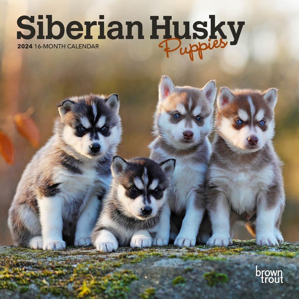 Siberian Husky Puppies 2024 Mini Wall Calendar
