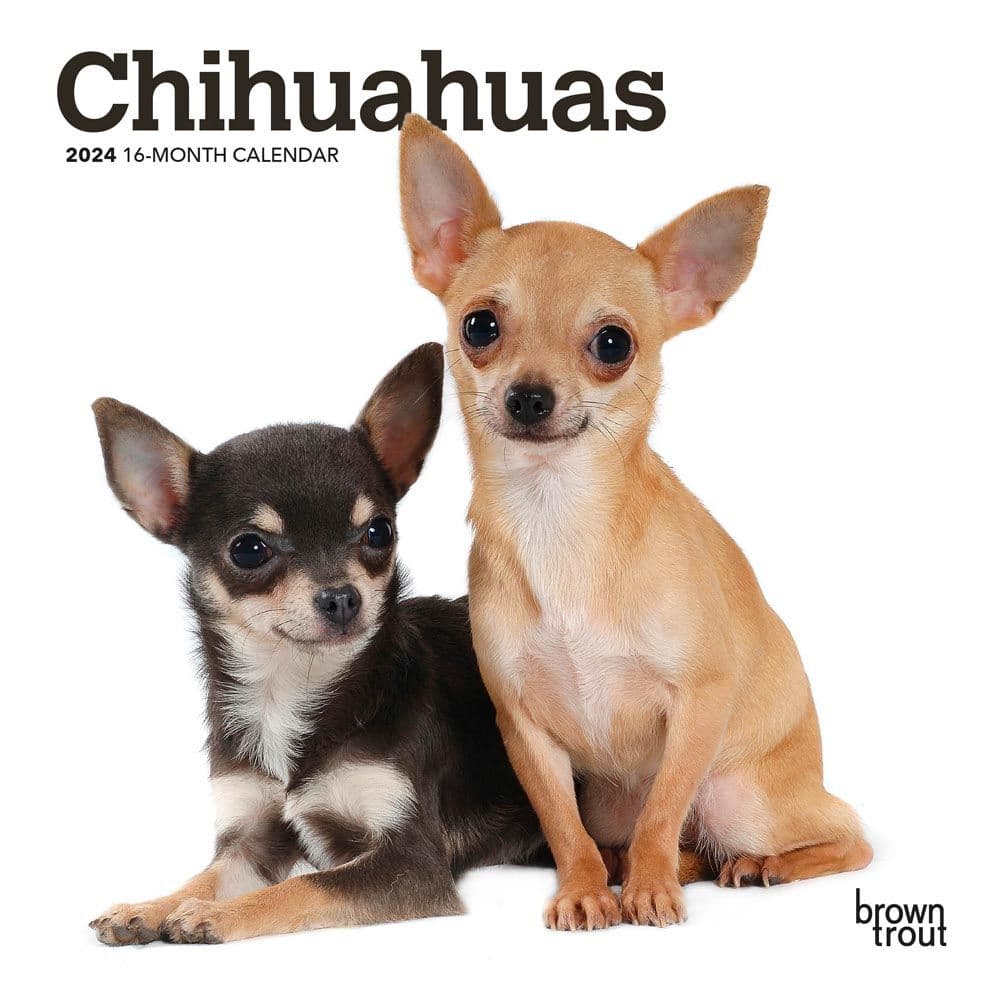 Chihuahuas 2024 Mini Wall Calendar