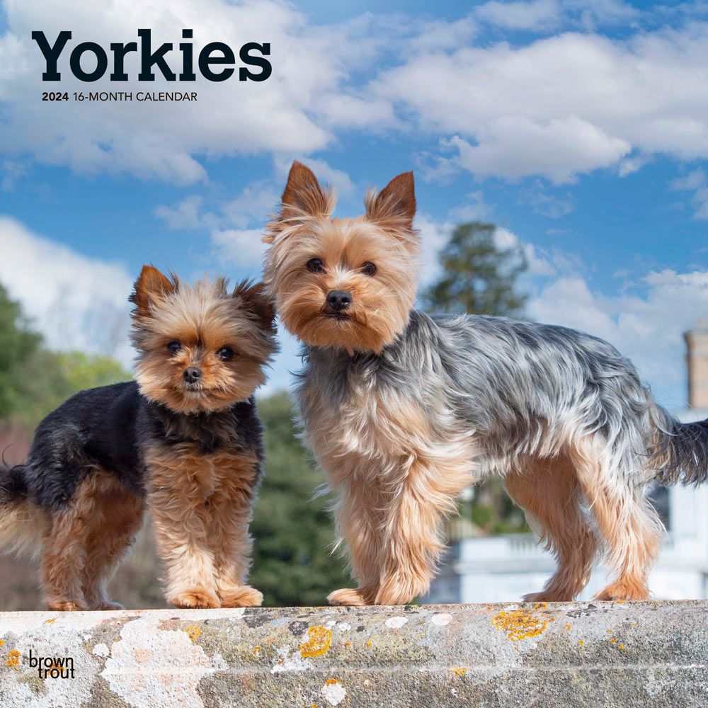 Yorkshire Terriers 2024 Wall Calendar