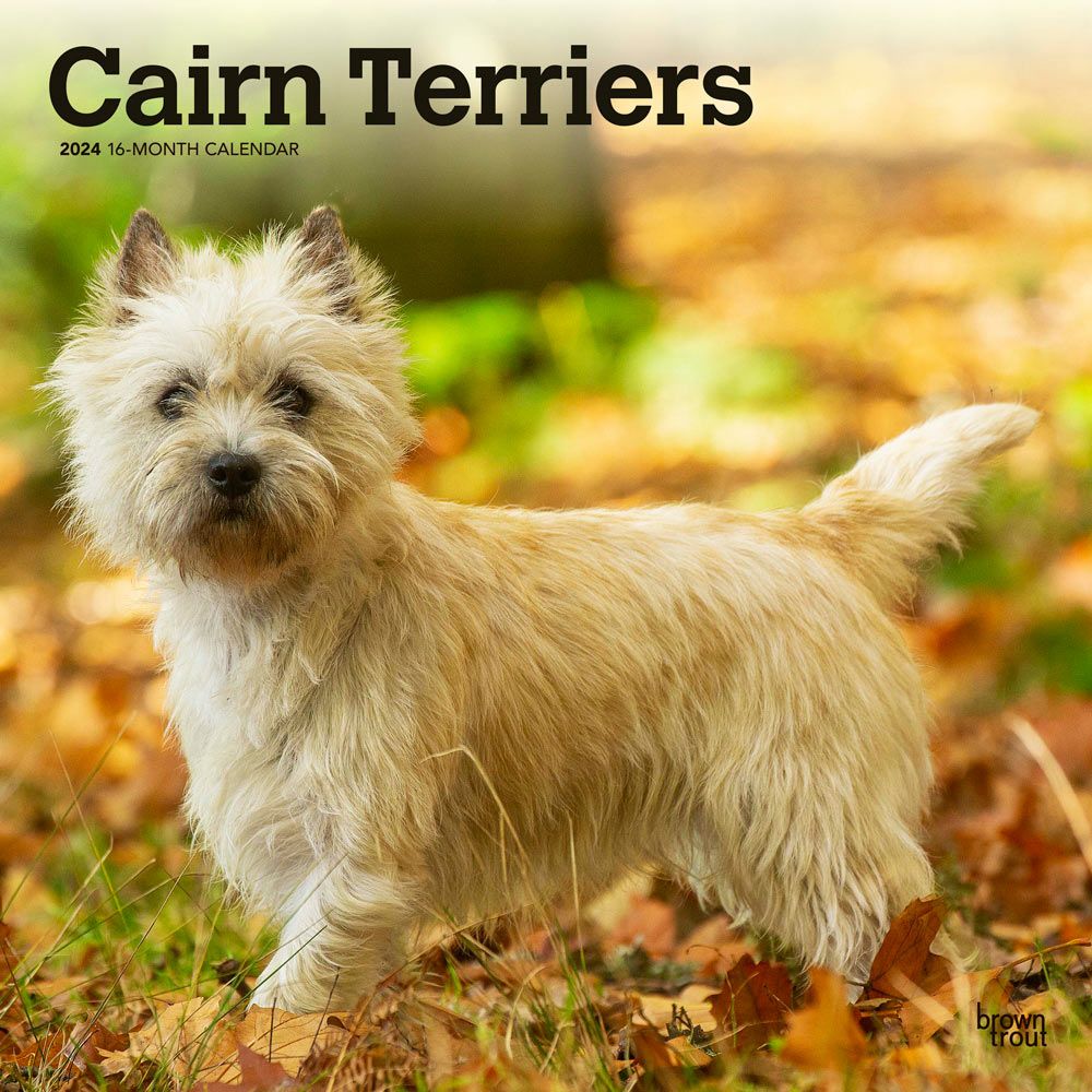 Cairn Terriers  2024 Wall Calendar