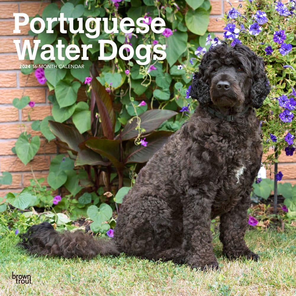 Portuguese Water Dogs 2024 Wall Calendar