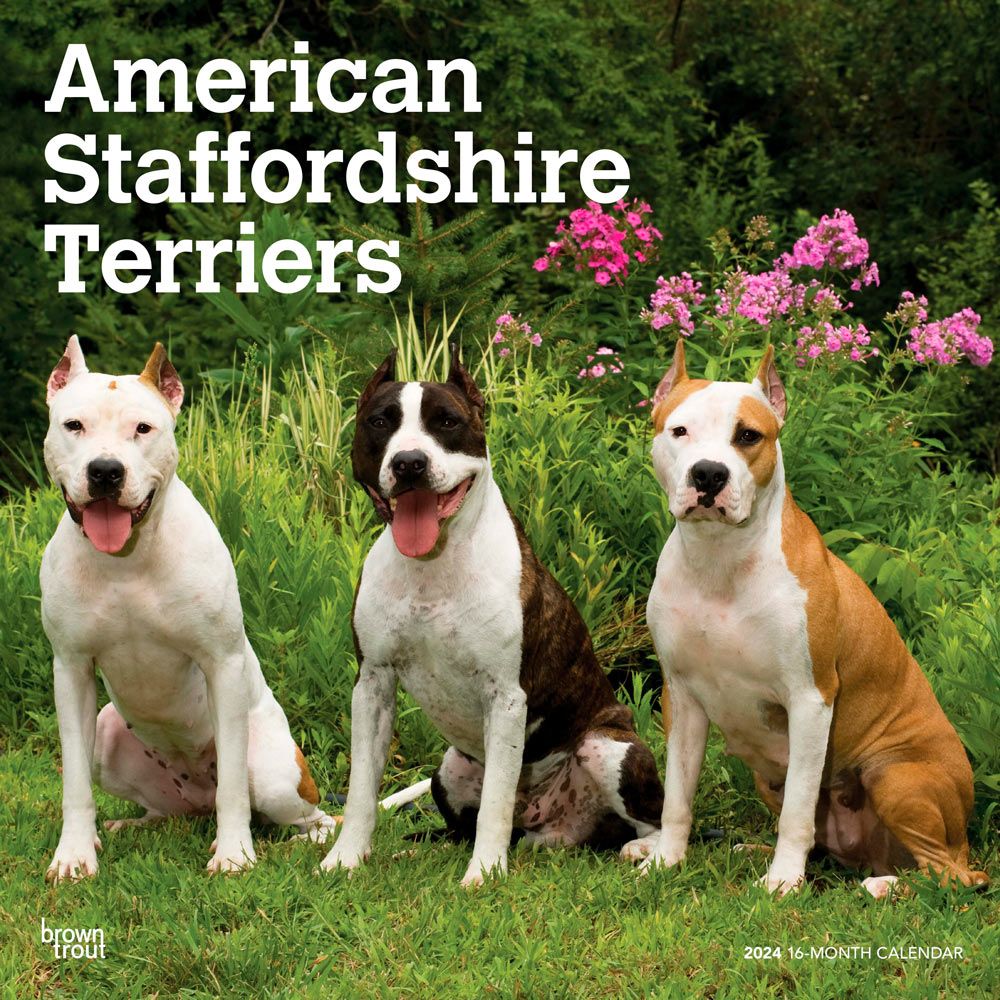 American Staffordshire Terriers 2024 Wall Calendar