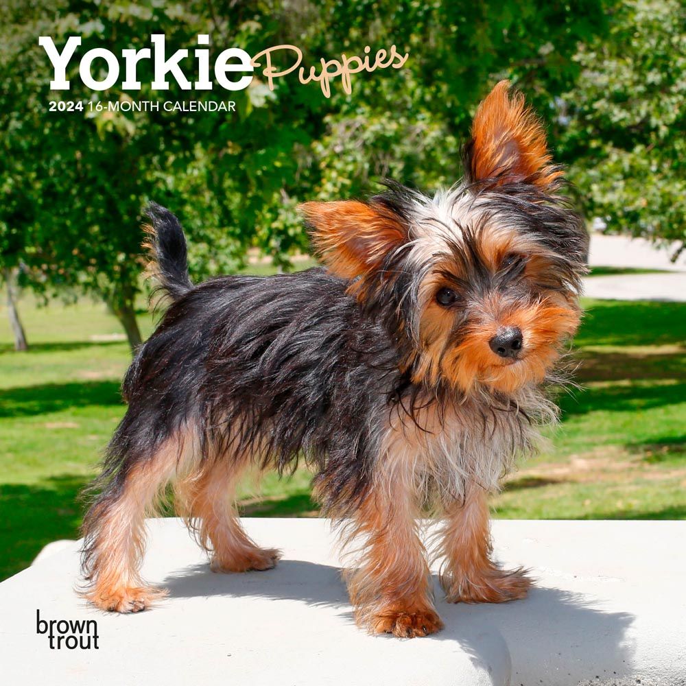 Yorkshire Terrier Puppies 2024 Mini Wall Calendar