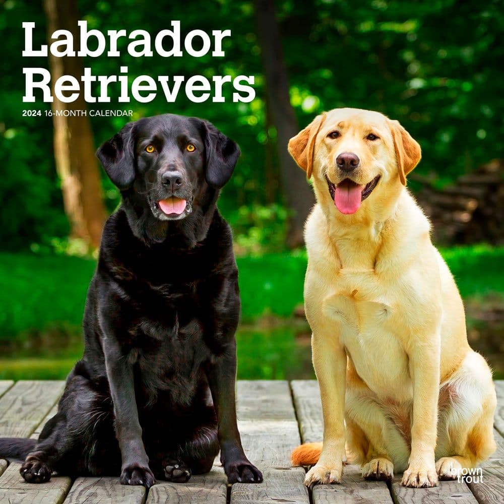 Labrador Retriever 2024 Wall Calendar