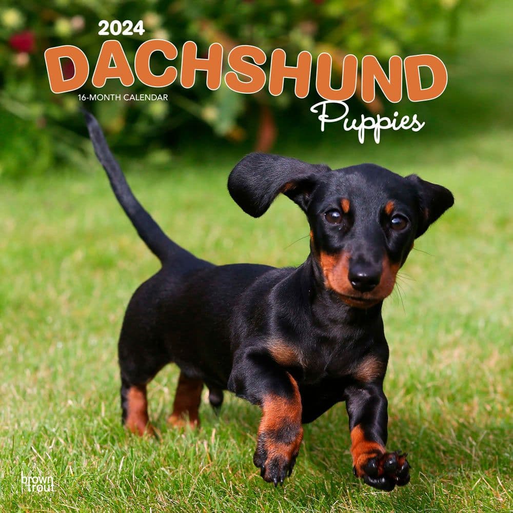 Dachshund Puppies  2024 Wall Calendar